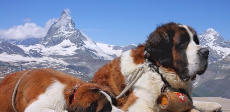 Dog-Saint-Bernard